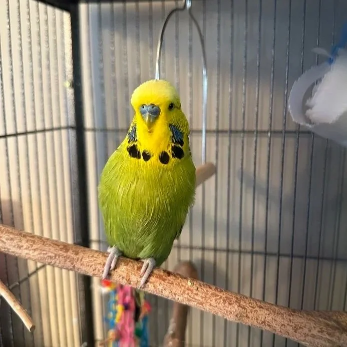 A yellow and green budgerigar parrot with black markings, perched on a wooden stick inside a cage.