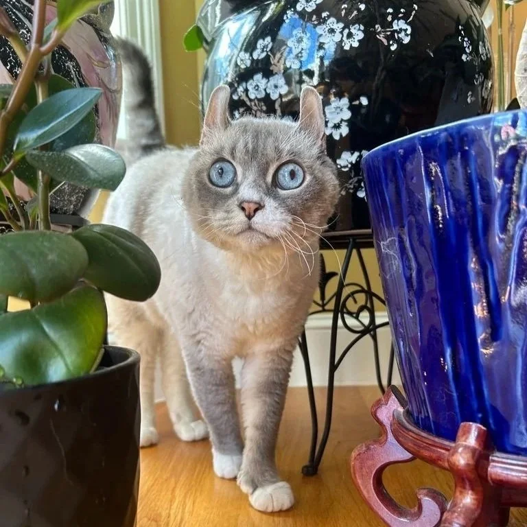 Gray and cream-colored cat with blue eyes standing among green plants and colorful vases indoors.