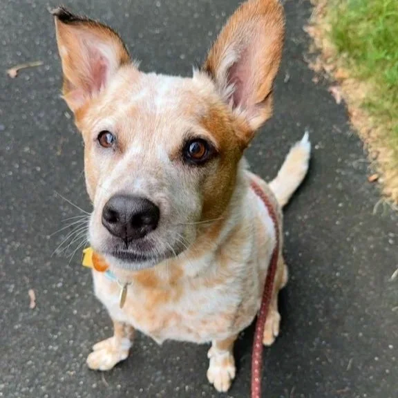 A curious young mixed-breed dog with large, pointed ears, sitting on a paved path with grass on the side, looking up at the camera.