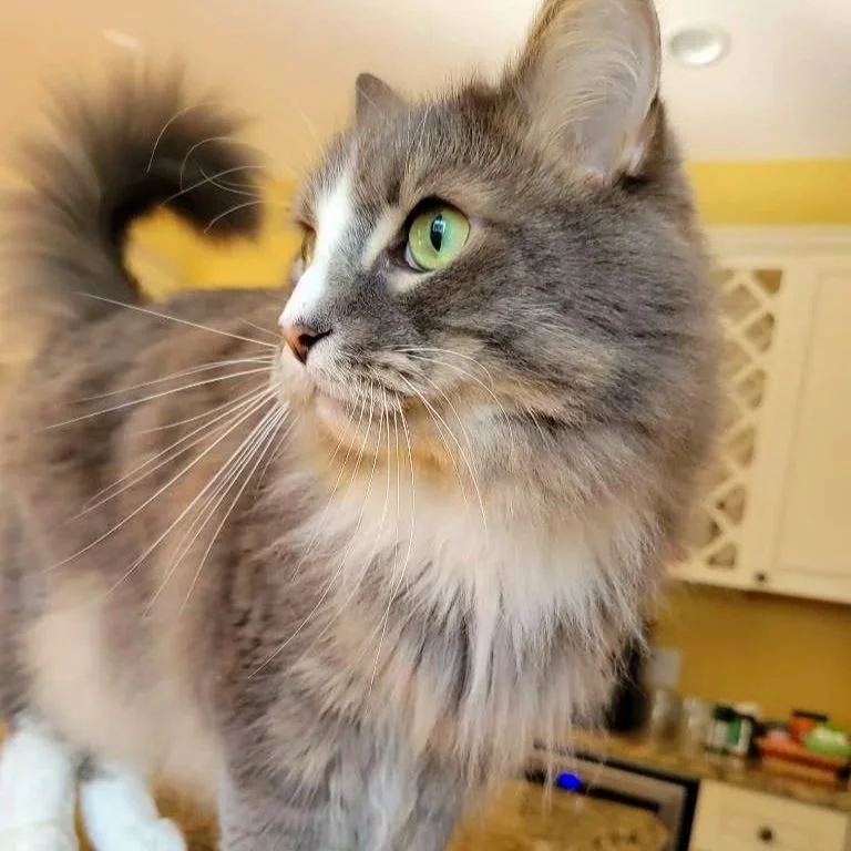 Close-up of a gray and white long-haired cat with green eyes, looking to the side in a indoor setting.