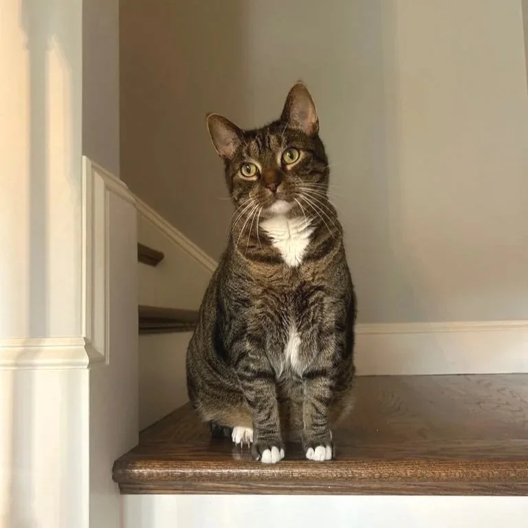 A tabby cat sitting on a wooden staircase landing.