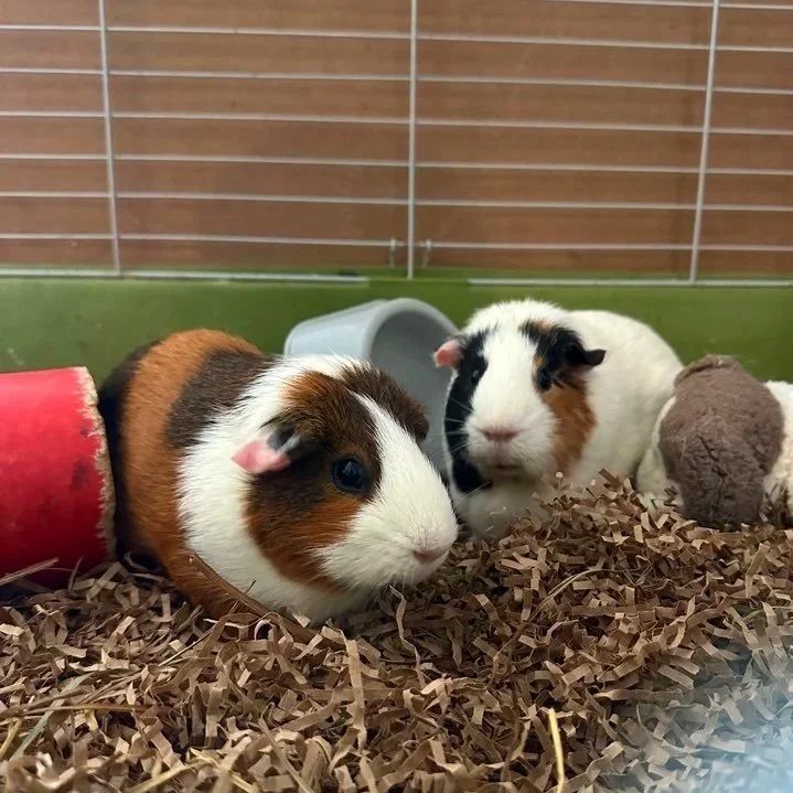 Two guinea pigs in a cage on shredded bedding, one white with brown and black markings, and the other white with black and brown markings, with a plastic tube, a small hideout, and a food bowl in the background.