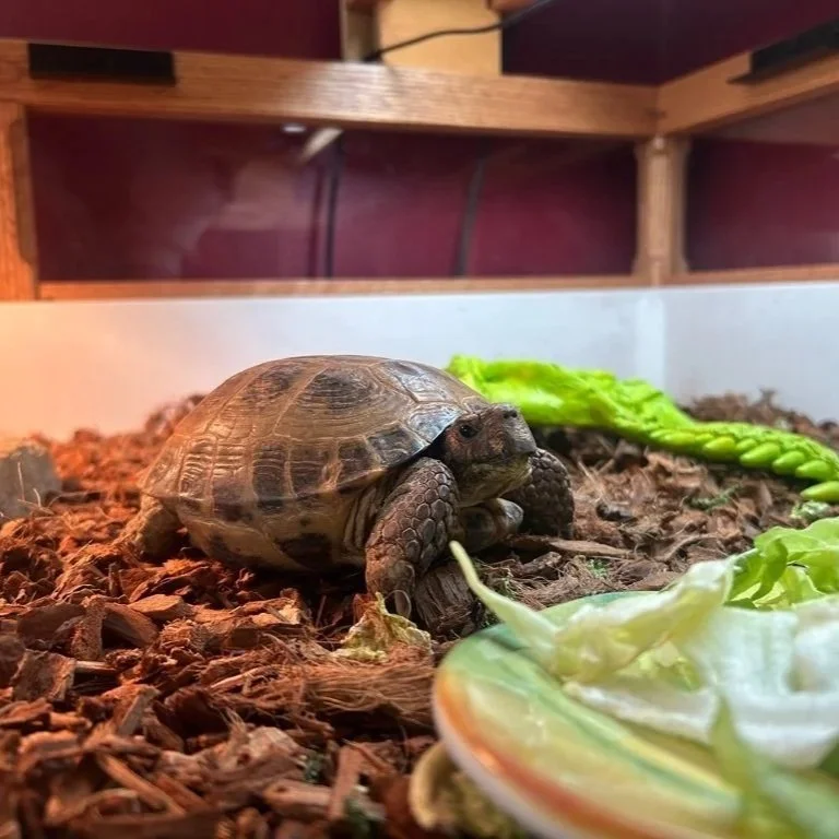 A baby tortoise inside a terrarium with wood chip bedding, a green lettuce leaf, and a small ceramic bowl with a salad, with a wooden shelf above.