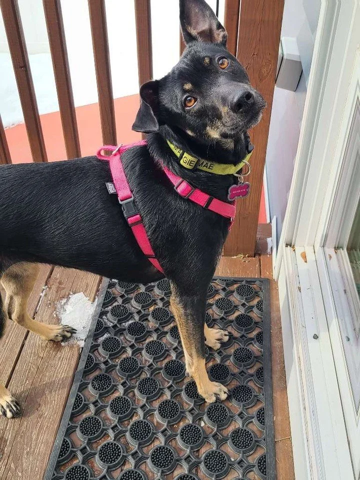 🐾 Maggie has a question&hellip; 👀💕

That adorable head tilt says it all! Maggie is serving up the sweetest look and proving that a little curiosity can make for the cutest photo. 🐶✨

We just can't get enough of those big brown eyes and those ears