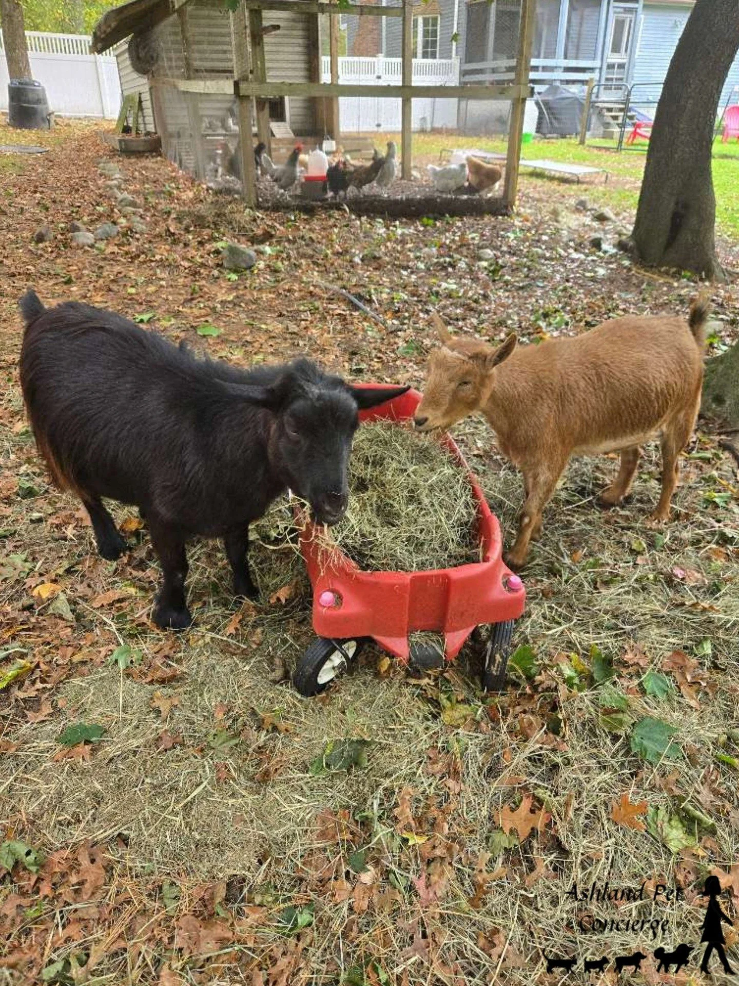 🐐🍂 Just a couple of cuties enjoying snack time! 🐾

These two little goats look pretty content hanging out by the hay. Between the fall leaves, fresh air, and plenty to munch on, they seem to have found a pretty great setup! 🧡🌿

We love getting t