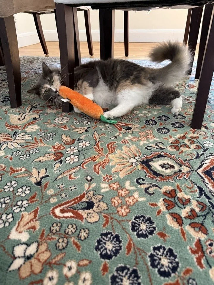 🐾 Mia is ready for playtime! 😻🧡 This fluffy girl looks pretty happy with her favorite toy! 🧸🐱

#AshlandPetConcierge #Mia #CatLovers #CatLife #CatsOfInstagram #CatsOfFacebook #FluffyCat #PlayfulCat #HappyPets #PetCare #PetSitting #PetLovers #CatM