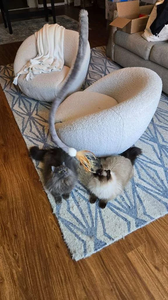 Pip and Francis are clearly having a little playtime together! 🐾💕 Two fluffy friends, one very fun toy, and plenty of curiosity. 😸🧶

#AshlandPetConcierge #PipAndFrancis #CatFriends #CatLife #CatsOfMA #MassachusettsPets #MetroWestPets #CatLovers #