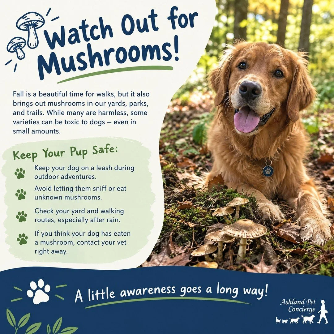 🍄 Fall Pet Tip: Watch Out for Mushrooms! 🍂
Cooler weather and rainy days mean mushrooms can start popping up in yards, parks, and along walking trails. While some are harmless, others can be toxic to dogs, and it&rsquo;s not always easy to tell the