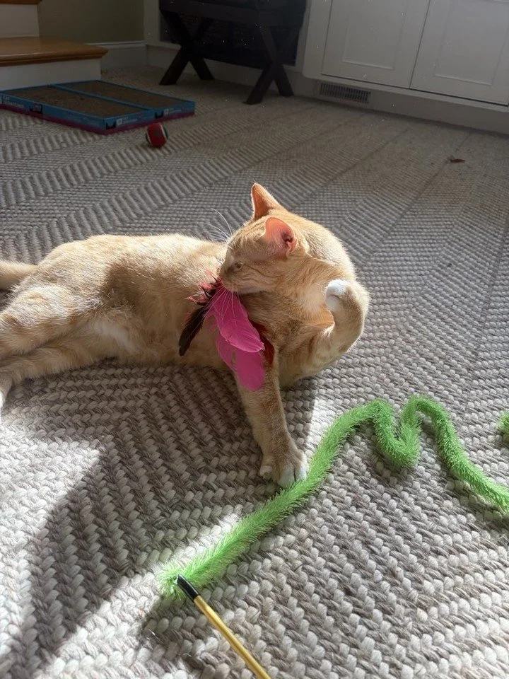 Stevie is soaking up the sunshine and enjoying some playtime! ☀️🐱 That feather toy doesn&rsquo;t stand a chance against those paws. 💕
#AshlandPetConcierge #Stevie #CatLife #CatPlaytime #CatsOfInstagram #CatLovers #FelineFriends #PetSitting #CatCare