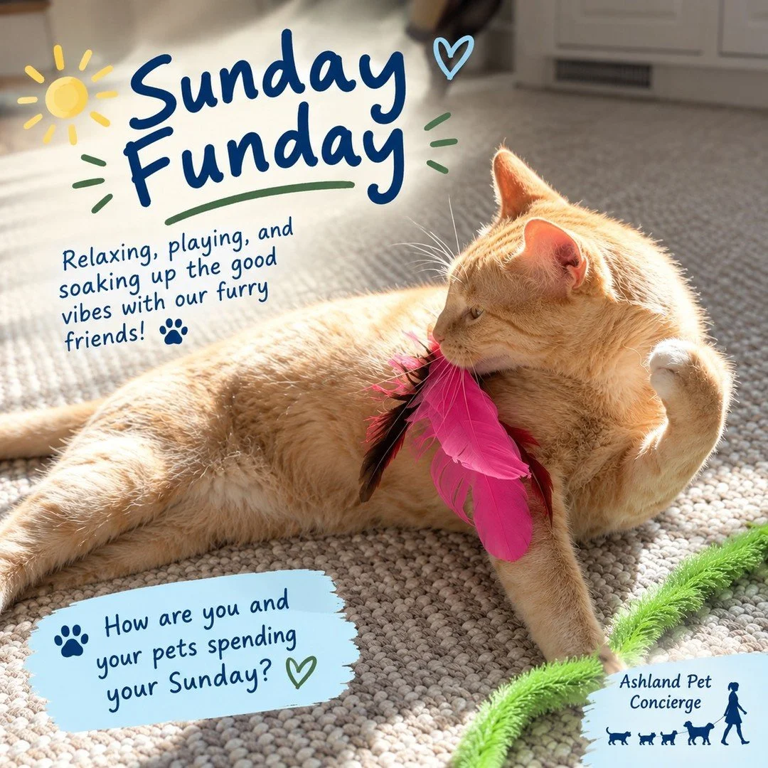 Sunday is for relaxing, playing, and spending a little extra time with our furry friends! 🐾💙 How are you and your pets spending your Sunday?

#AshlandPetConcierge #SundayFunday #PetLovers #PetCare #DogWalking #CatSitting #MetroWestMA #AshlandMA #Ha