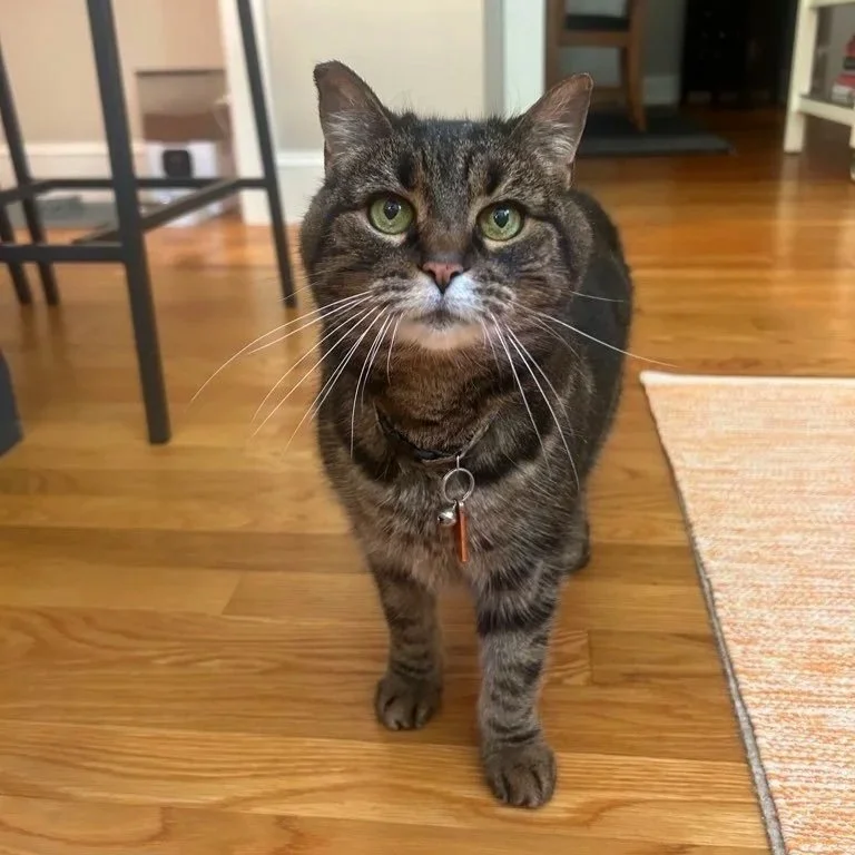 honeycat.jpg