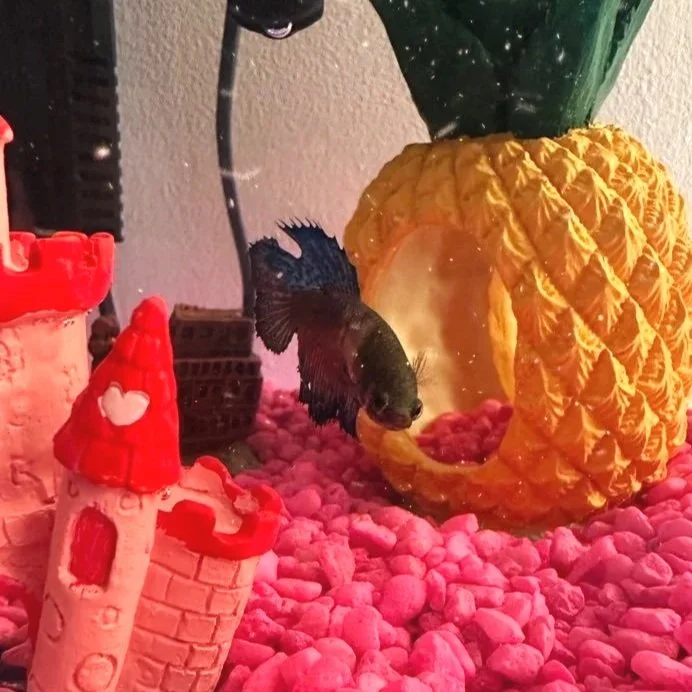 betta.jpg