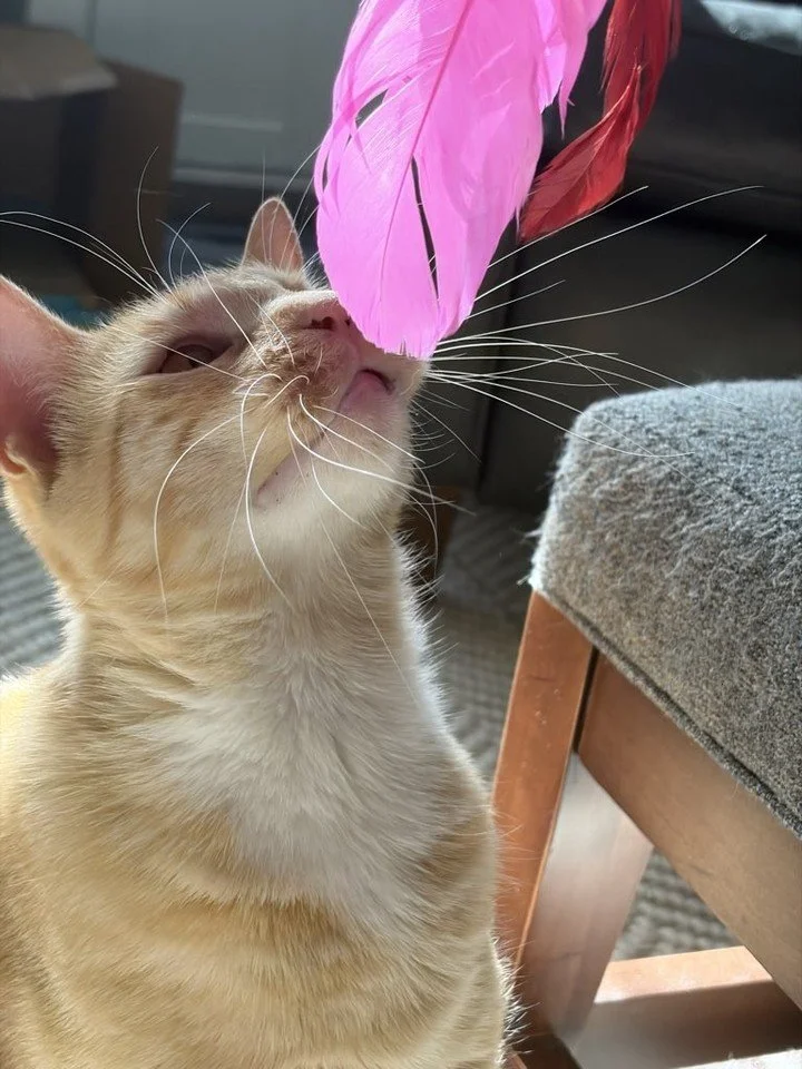 Stevie is all eyes on the prize! 😻🪶💗 A little feather toy fun makes for a happy kitty!

#AshlandPetConcierge #CatCare #CatLovers #PetSitting #FelineFun #HappyCats #CatPlaytime #PetCare #MetroWestMA #LocalPetCare #CatEnrichment #PetParents