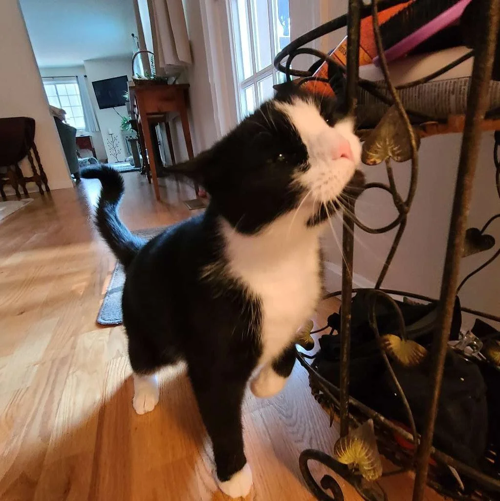 Ollie has important sniffing to do! 🐱💕 Nothing beats a little curiosity and some time to explore at your own pace.

#AshlandPetConcierge #CatCare #CatLovers #PetSitting #HappyCats #FelineFriends #CatLife #InHomePetCare #MetroWestMA #AshlandMA #PetP