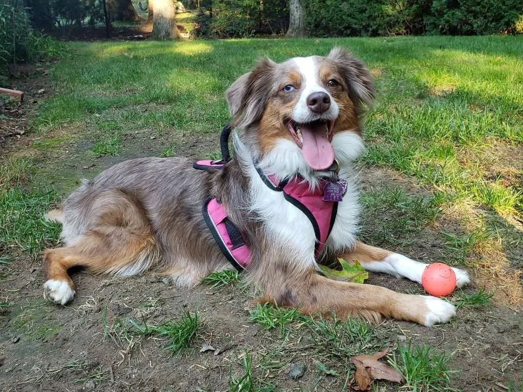 Callie is all smiles with her favorite ball nearby! 🐶🎾 Nothing like some fresh air and outdoor time to make a pup happy. 💗

#AshlandPetConcierge #Callie #DogWalking #HappyDogs #DogLovers #PetCare #PetSitting #OutdoorAdventures #MetroWestMA #Ashlan