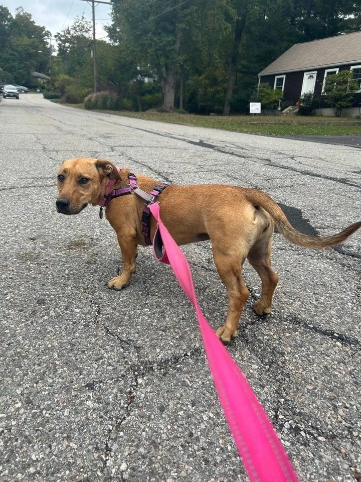 Peanut is ready to hit the road for a walk! 🐾💗 A little time outside and plenty of new smells to explore make every walk an adventure.

#AshlandPetConcierge #Peanut #DogWalking #HappyDogs #DogLovers #PetSitting #PetCare #WalkTime #NeighborhoodWalk 