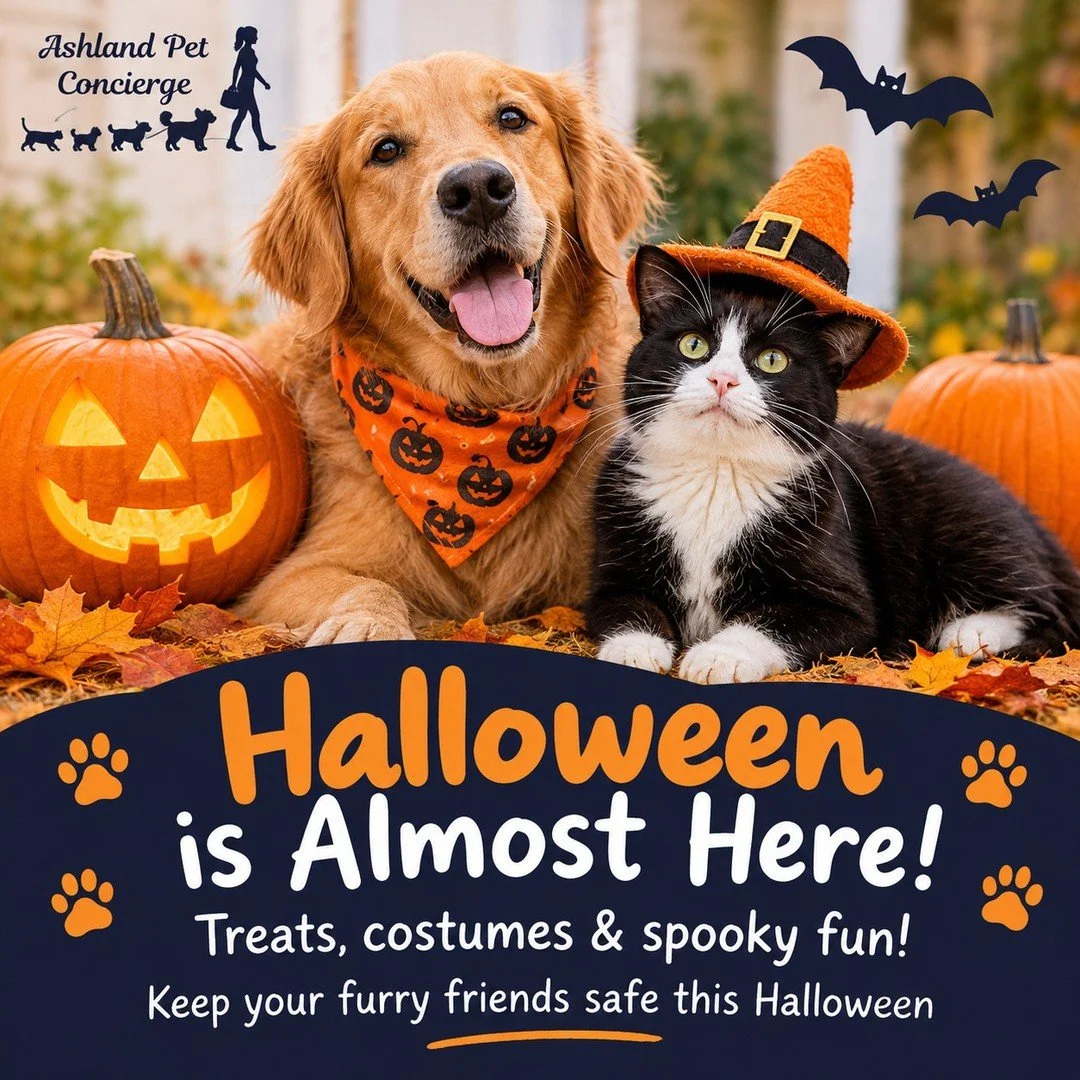 🎃 Halloween is almost here! 👻

As you get ready for trick-or-treaters, candy, and costumes, remember to keep chocolate and other Halloween treats out of your pets&rsquo; reach. Costumes should be comfortable, and keeping pets away from the front do