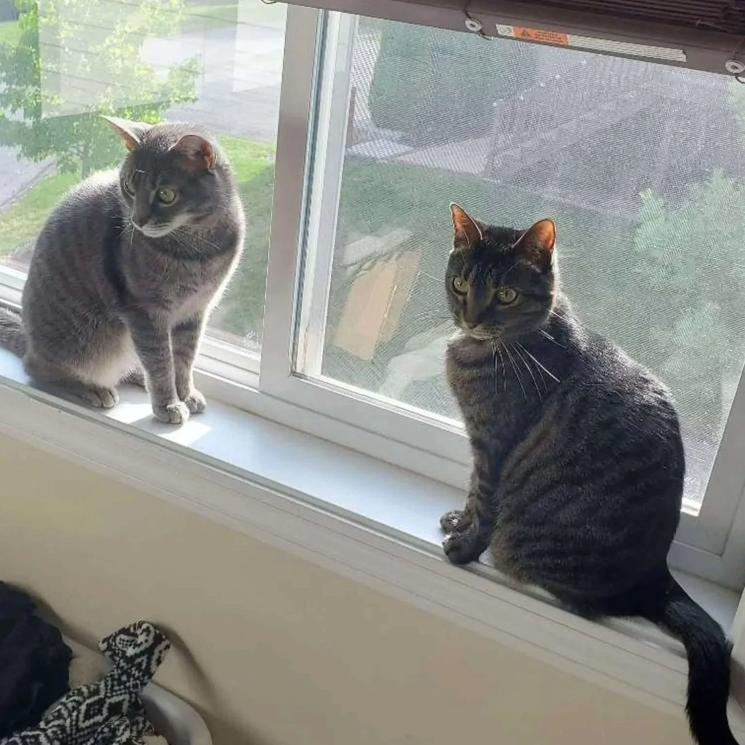 Two cats sitting on a windowsill outside, looking inside. One is gray and the other is tabby.