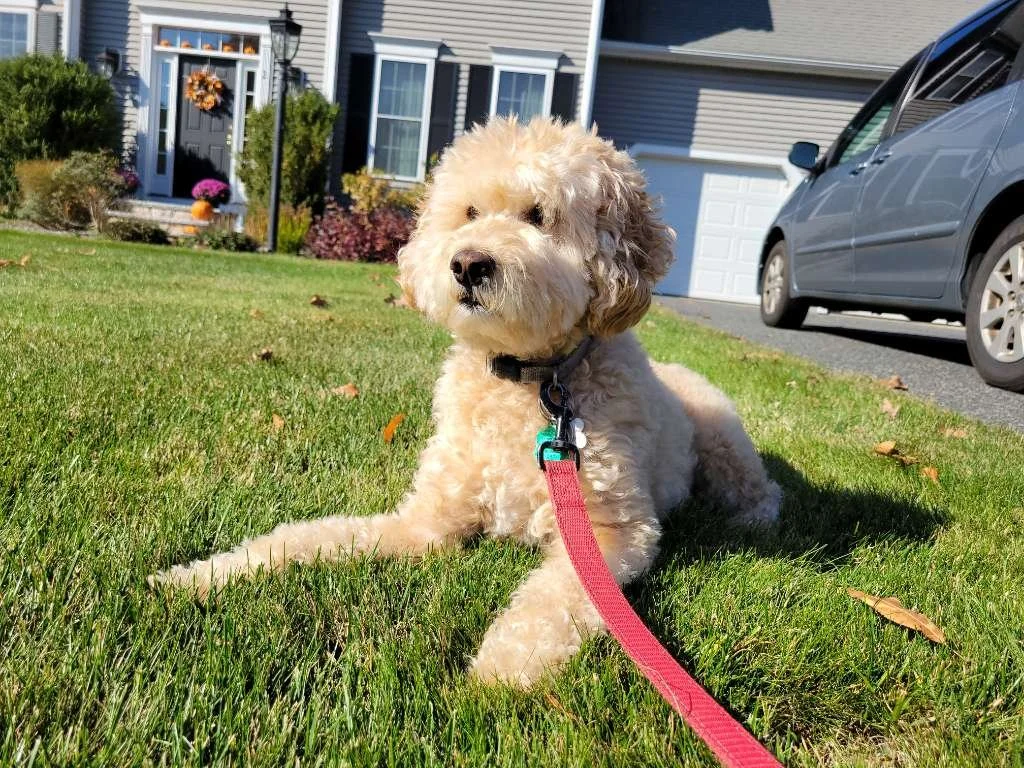 A cute fluffy cream-colored Labradoodle puppy sitting on a green lawn in front of a suburban house, attached to a pink leash.