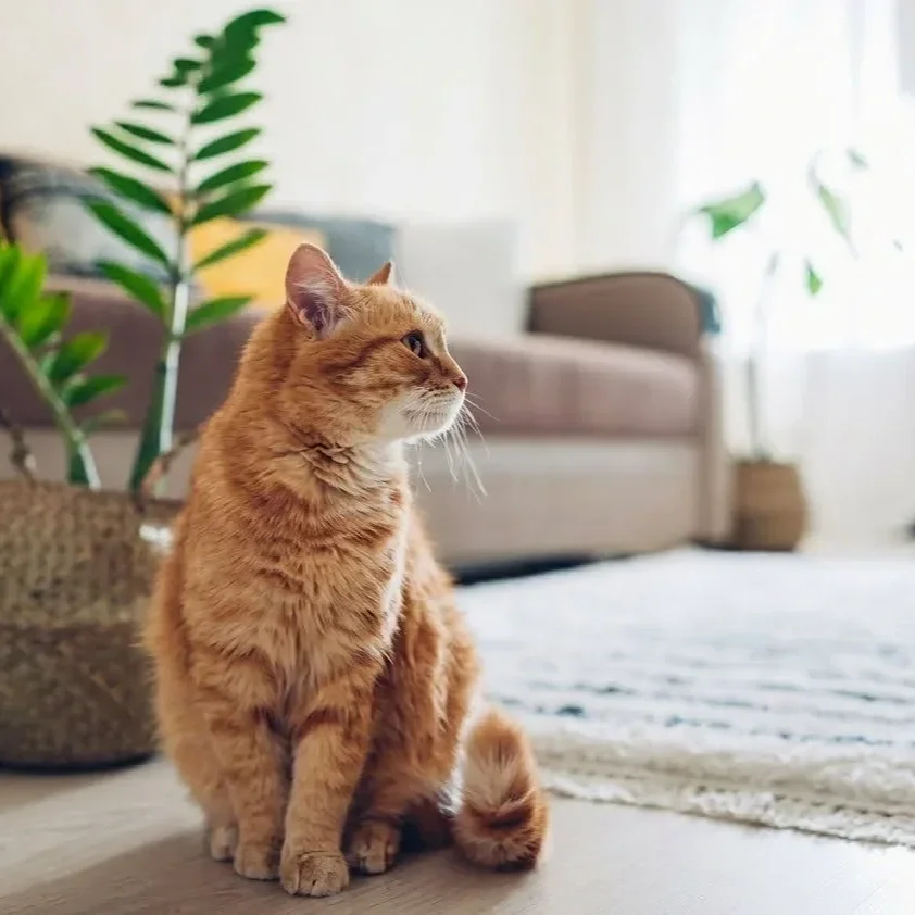 A ginger tabby cat sitting inside a living room near potted plants and a sofa, looking to the right.