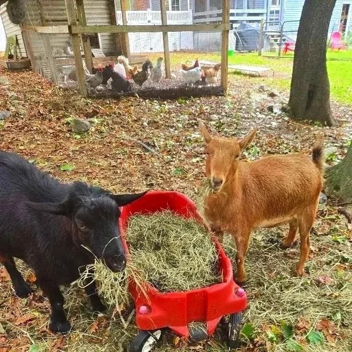 A small black goat and a small brown goat are eating hay from a red wagon in a backyard with a fenced chicken coop. In the background, chickens are inside the coop and some are outside on a grassy area.