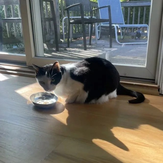 Black and white cat drinking water from a bowl on a wooden floor near a sliding glass door, with outdoor patio furniture visible outside.