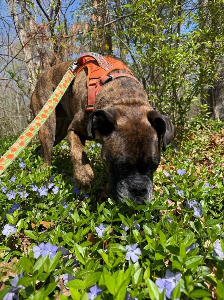 A brown and black brindle dog, possibly a French Bulldog or similar breed, sniffing green foliage with purple flowers, during daytime in a wooded area.