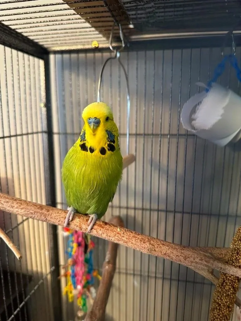 A yellow and green budgerigar perched on a wooden dowel inside a cage, with toys and a food container in the background.