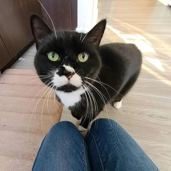 Close-up of a black and white cat looking up, with a person wearing blue jeans sitting nearby on a wooden floor.