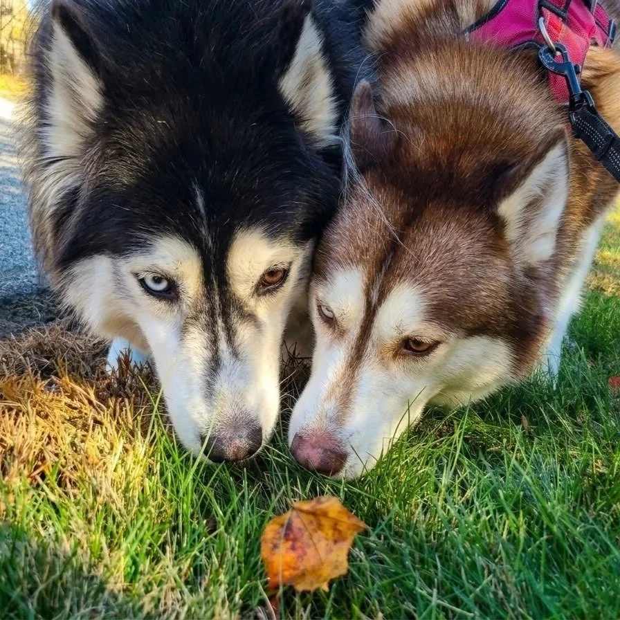 Two huskies sniffing a leaf on the grass.