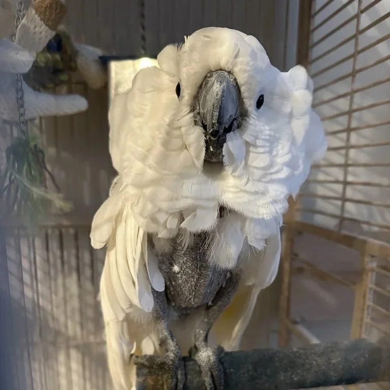 Close-up of a white cockatoo bird perched on a wooden branch inside a cage.