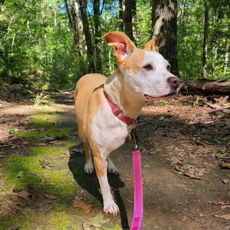 A tan and white dog with a pink collar and leash standing on a dirt path in a green forest with tall trees and leafy ground.