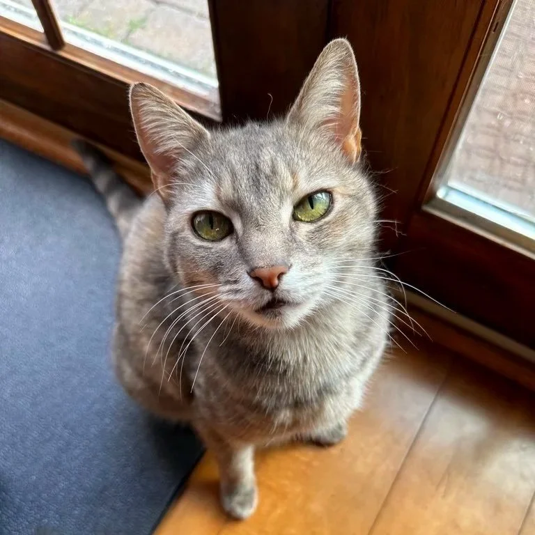 Close-up of a gray tabby cat with green eyes sitting on a wooden floor near a glass door.