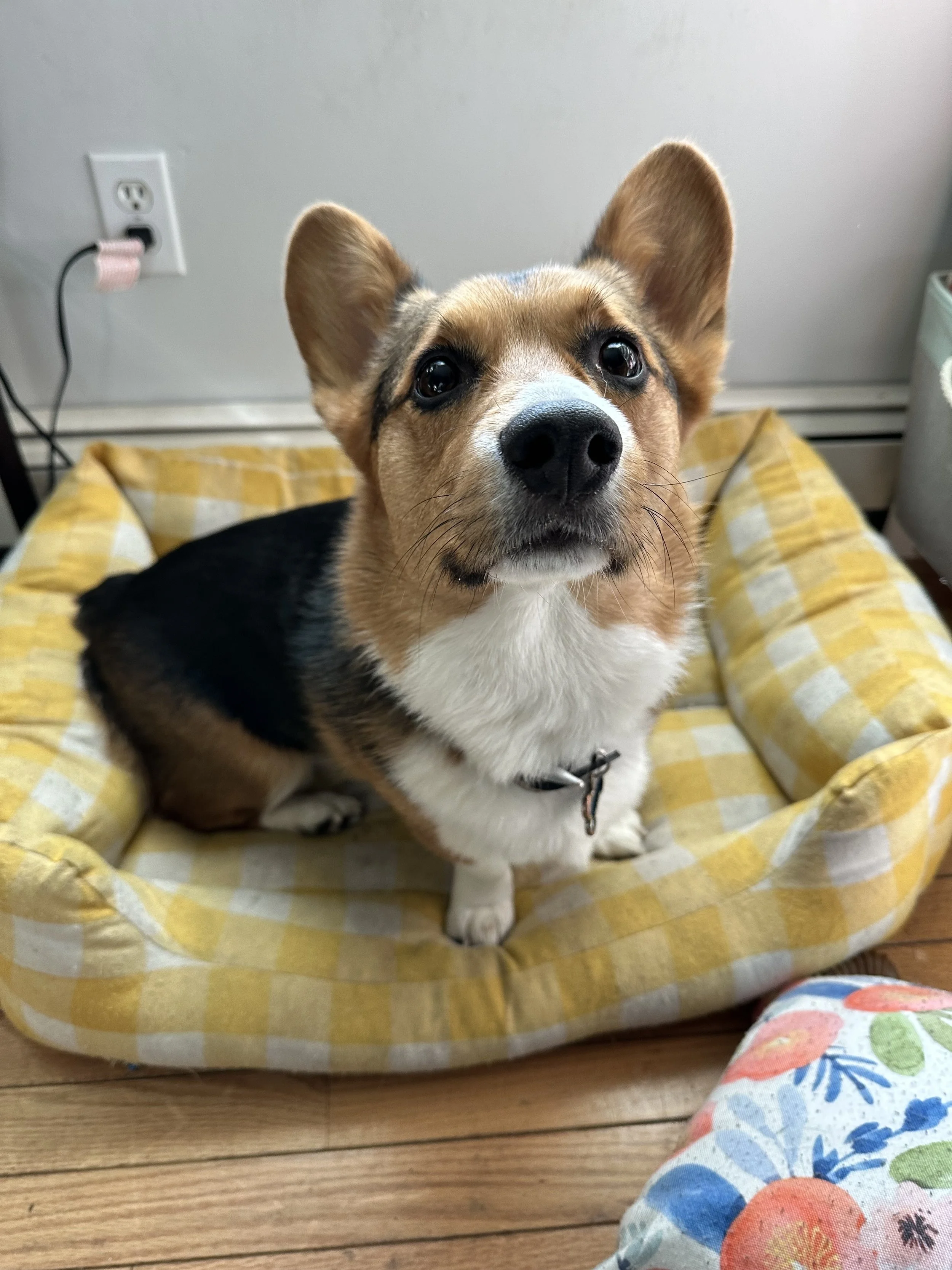 A close-up photo of a dog with large ears, sitting on a yellow checkered pet bed, looking up at the camera. The background shows a wall outlet with a plugged-in cord and part of a person's leg wearing a floral-patterned garment.