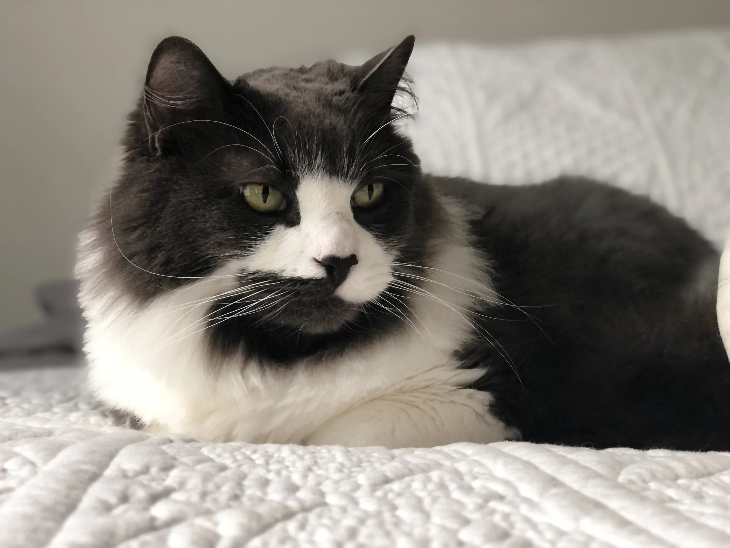 Close-up of a black and white cat lying on a textured white surface, with a blurred background.
