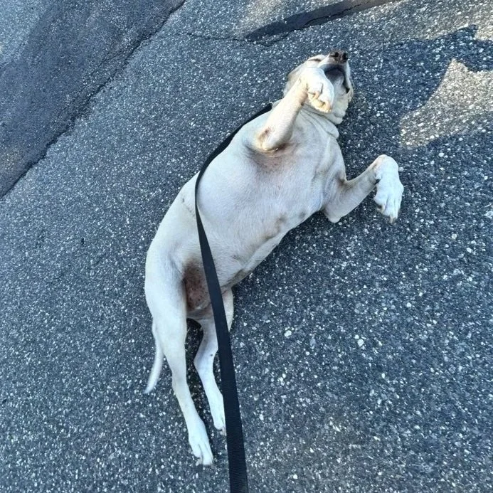 A dog lying on its back on the pavement, appearing relaxed with one paw raised near its face.