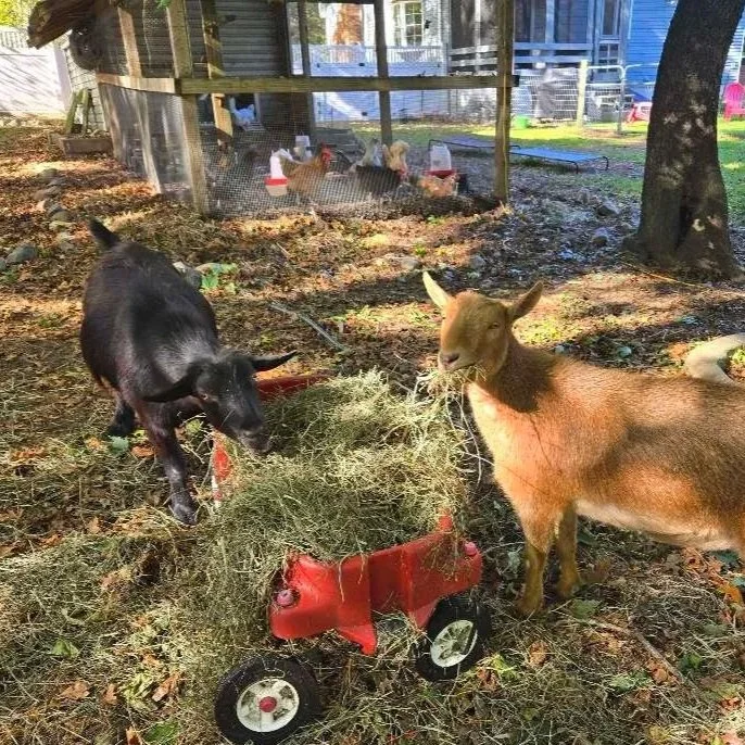 A small black goat and a tan goat sharing hay in a yard, with a chicken coop and chickens in the background.