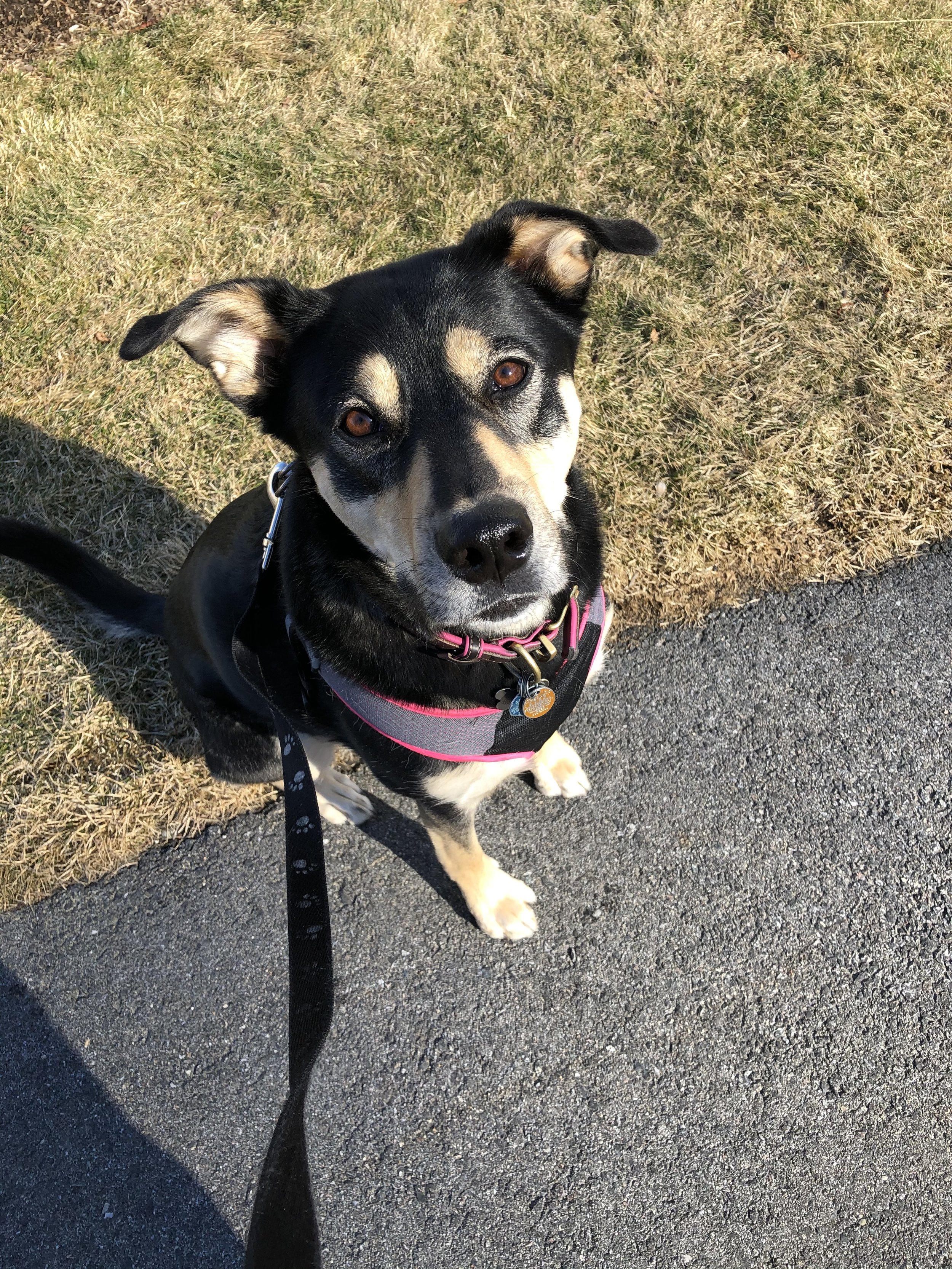A dog with a black and tan coat, wearing a pink harness, standing on a paved path next to grassy area, looking up at the camera with brown eyes.