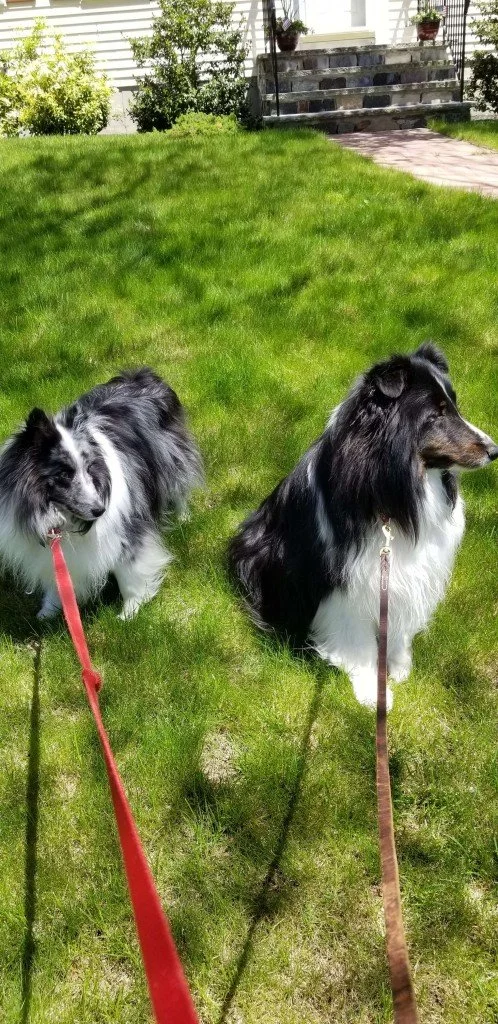 Two Shetland Sheepdogs sitting on a grassy lawn near a house with steps and potted plants in the background on a sunny day.