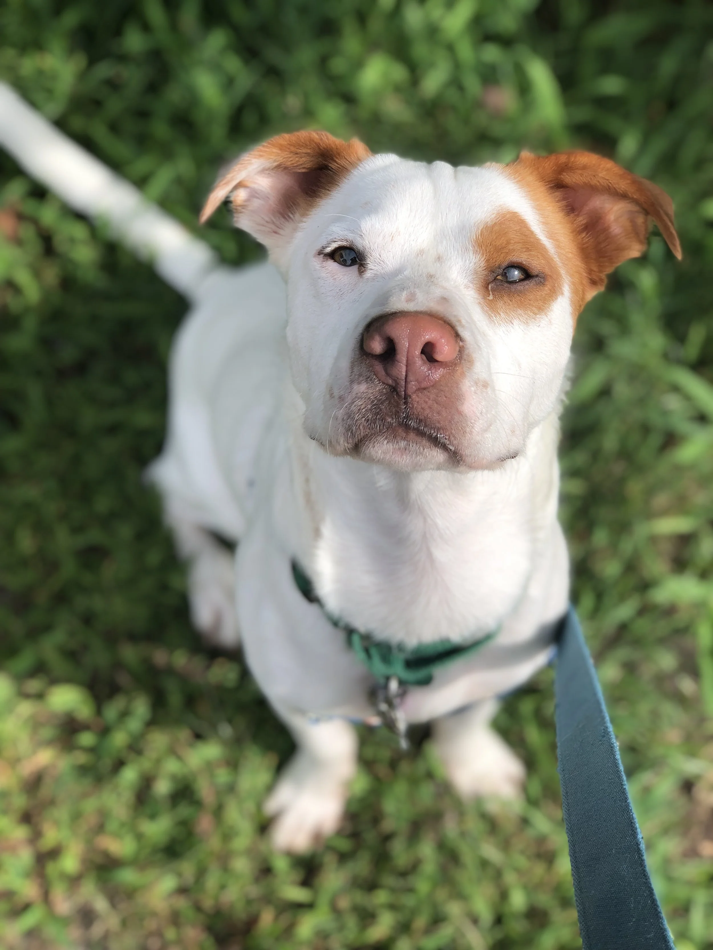 Close-up of a white dog with brown patches on its ears and face, sitting on grass, looking at the camera, wearing a collar, with a blue leash.