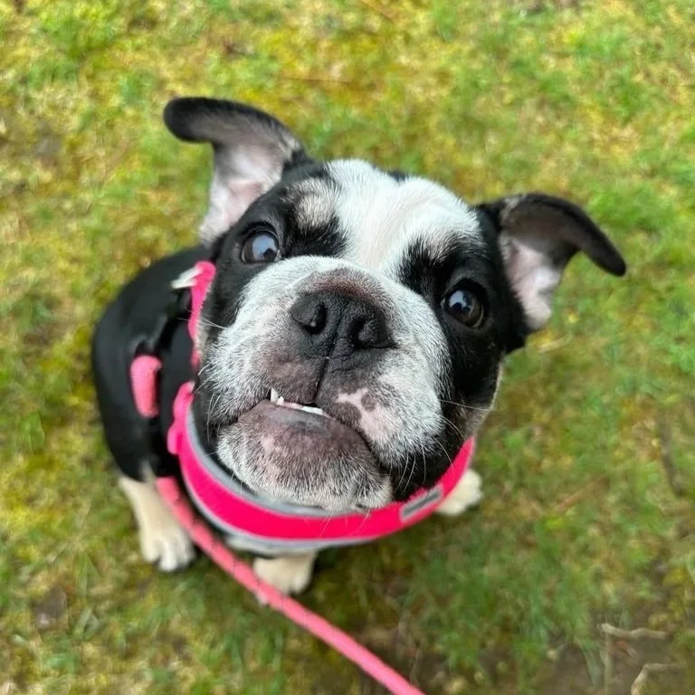 A cute black and white French Bulldog puppy with a pink harness sitting on grass, looking up at the camera.