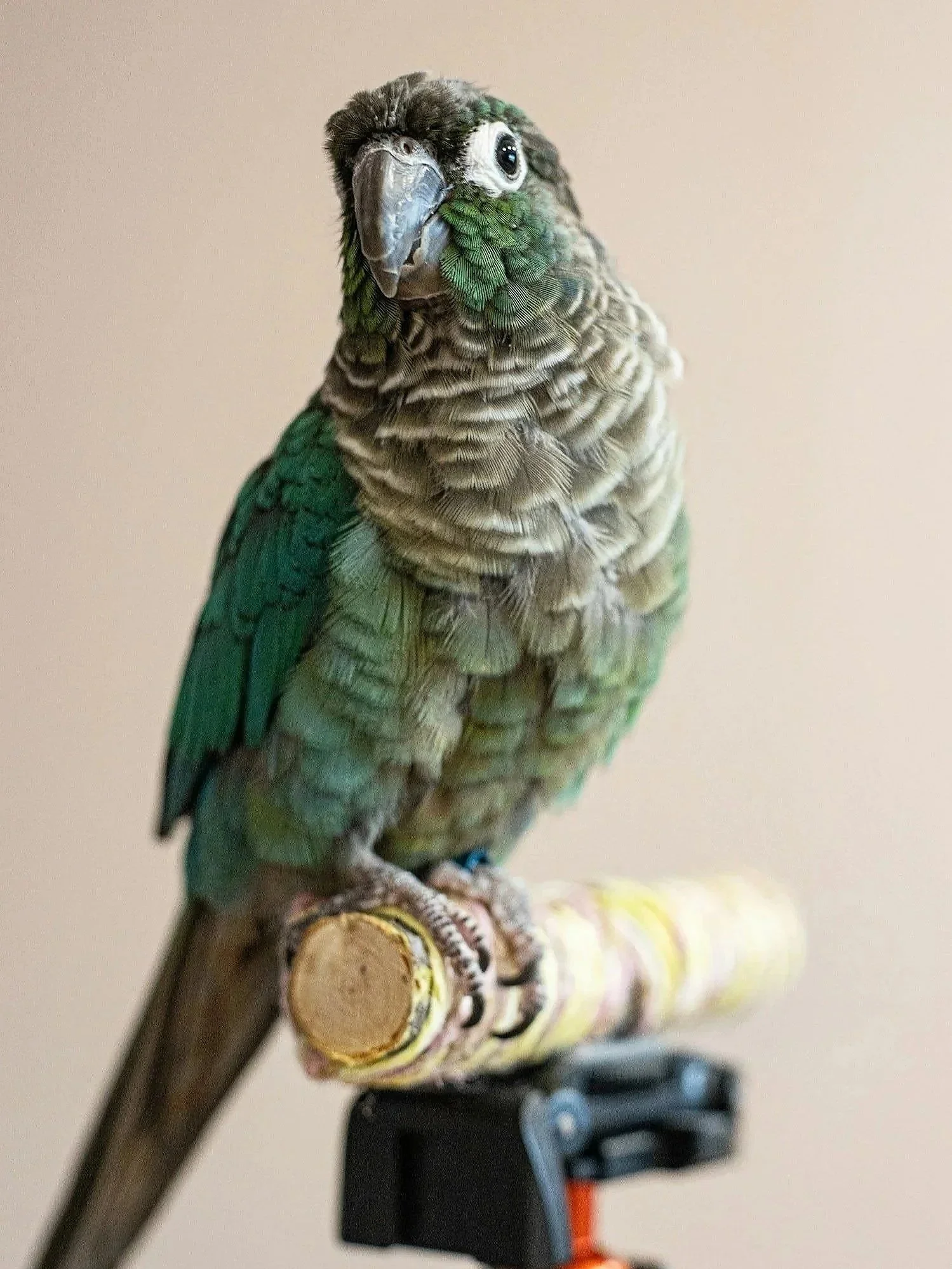 A parrot, possibly a Green-cheek Conure, perched on a colorful multicolored toy or perch, with a plain light-colored background.