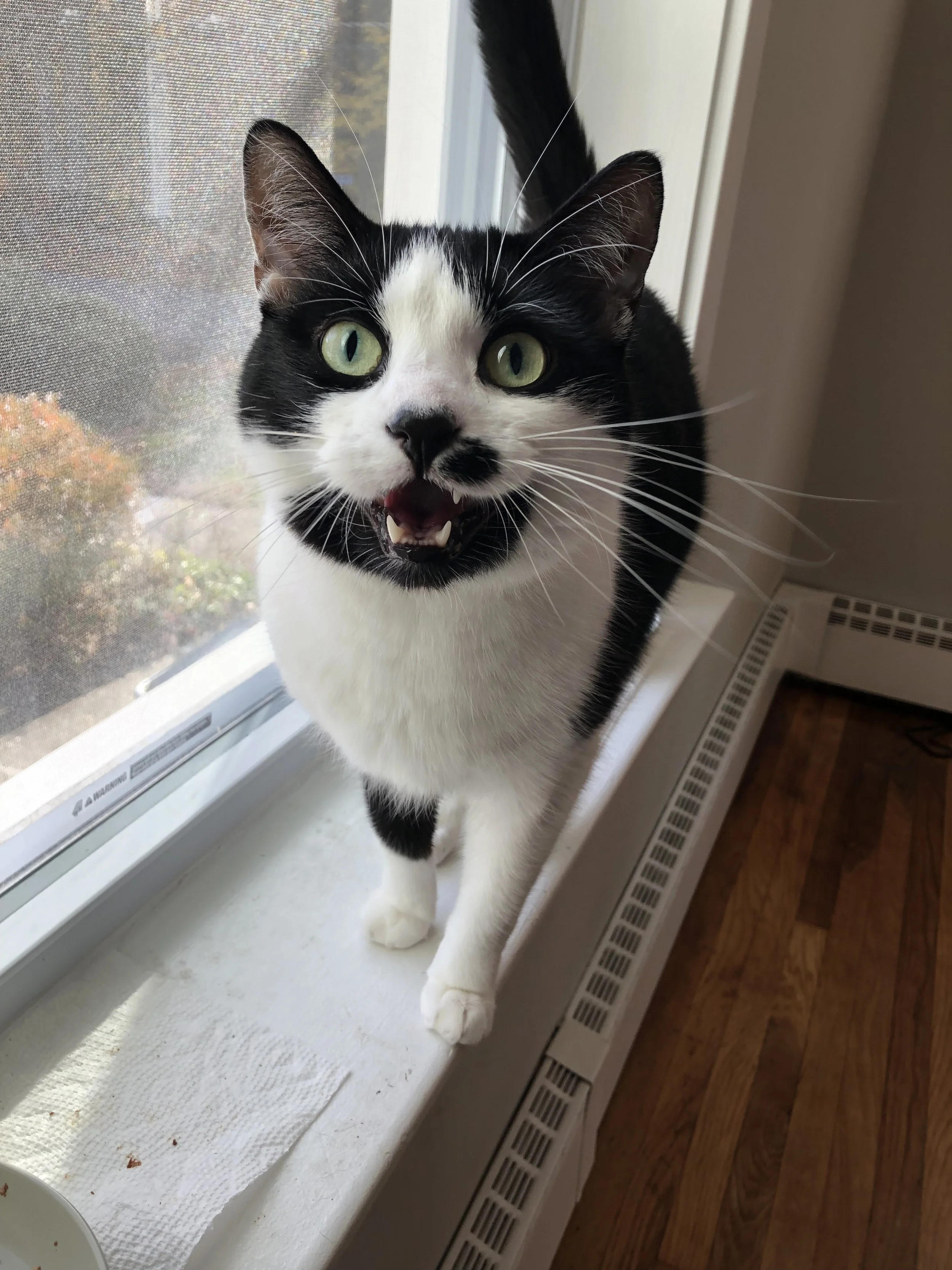 A black and white cat with green eyes and an open mouth, standing on a windowsill inside a house.