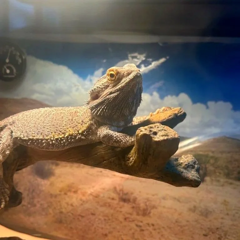 Close-up of a bearded dragon lizard sitting on a wooden branch in a desert-themed environment with a painted sky background.