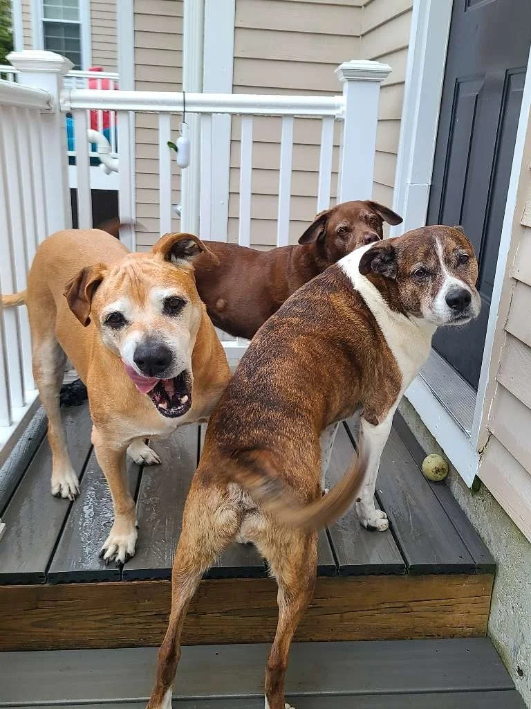 Three dogs on a porch near a door, one smiling with its tongue out, the other two looking towards the camera, and a tennis ball on the ground.
