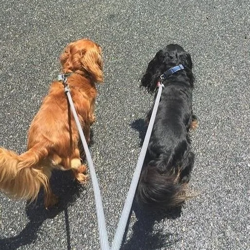 Two dogs, one golden retriever and one black and brown dachshund, are sitting on a gray asphalt road, each on a leash.