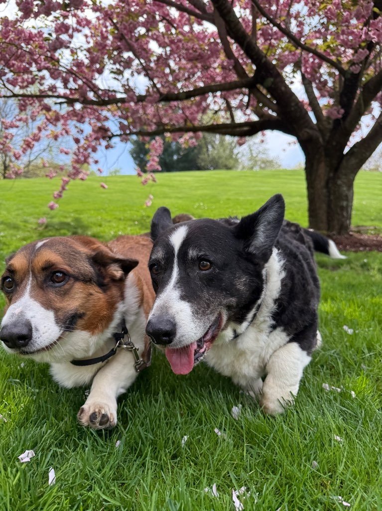 Two dogs lying on grass under a blooming pink cherry blossom tree in a park.