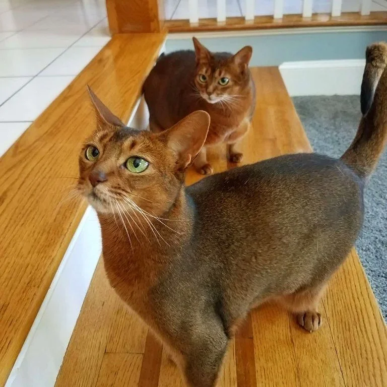 Two cats standing on a wooden table, one in the foreground with green eyes and brownish fur, and one in the background with more reddish-brown fur, both looking attentively.
