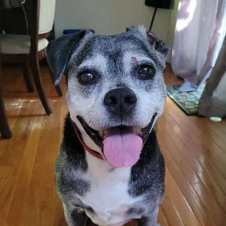 A smiling dog with gray, black, and white fur, sitting indoors on a wooden floor, with its tongue out and ears slightly floppy.