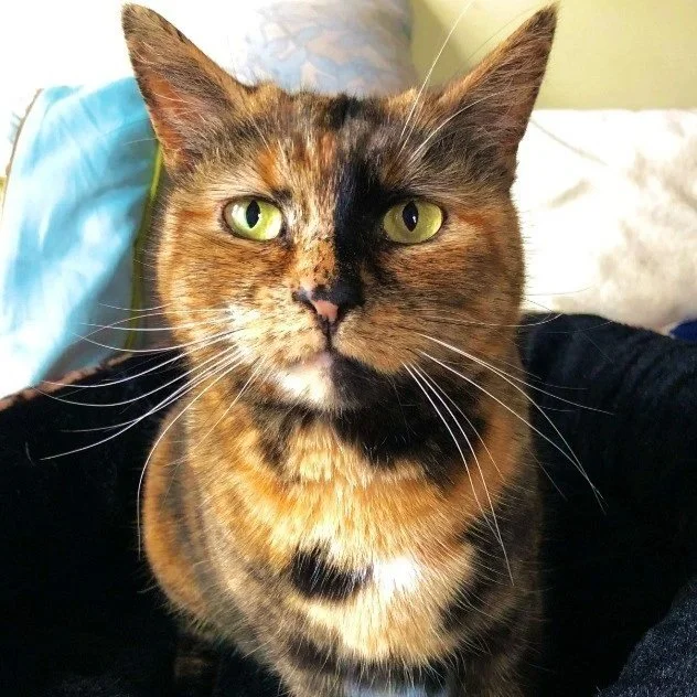 Close-up of a tortoiseshell cat with green eyes and a distinctive black nose, sitting indoors.